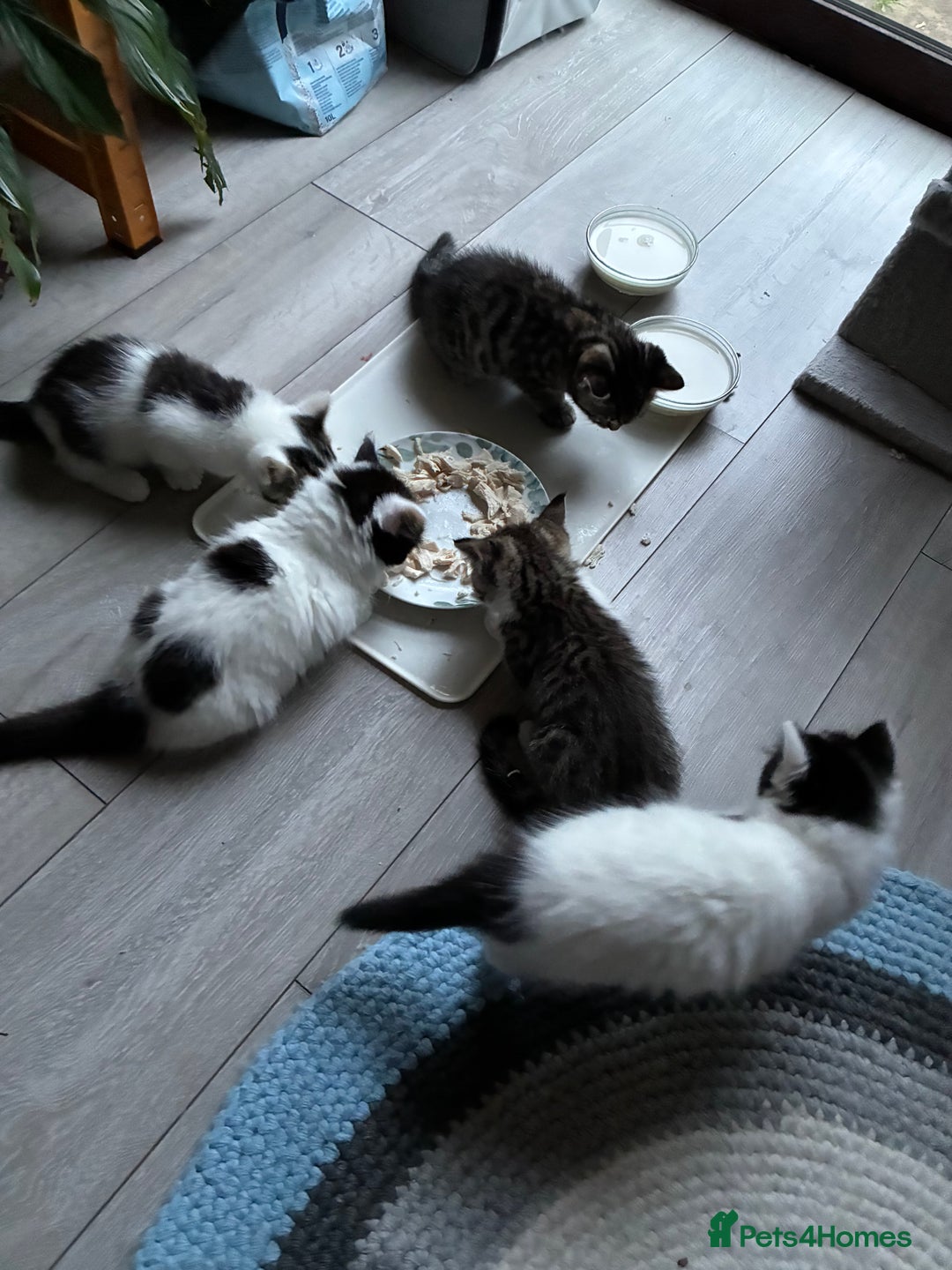 Mixed Breed cats for sale: Adorable Playful Happy Mixed breed kittens - Image 4