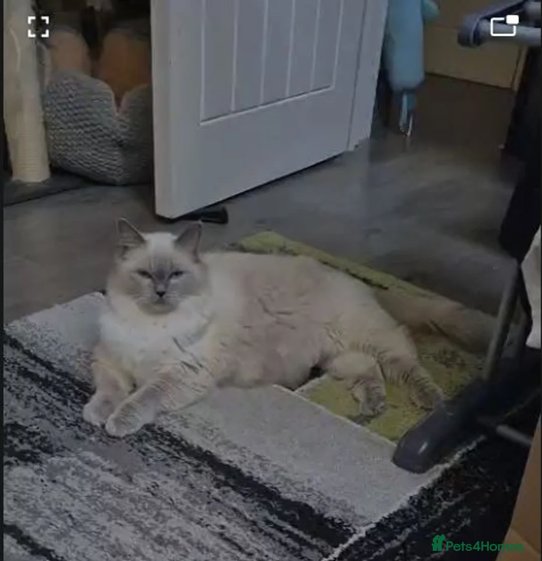 Ragdoll cats for sale: Blue Eyed Ragdolls FOR SALE - Advert 1