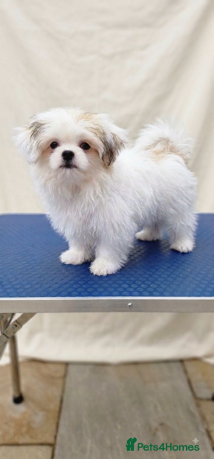 Mixed Breed dogs 1 Sitzu x pomeranian boys only fully vacinated - Advert 9