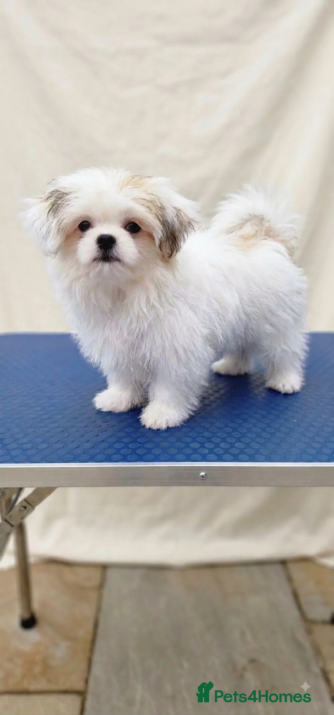Mixed Breed dogs for sale: Last one boy pomeranian x shitzu fully vacinated - Advert 1