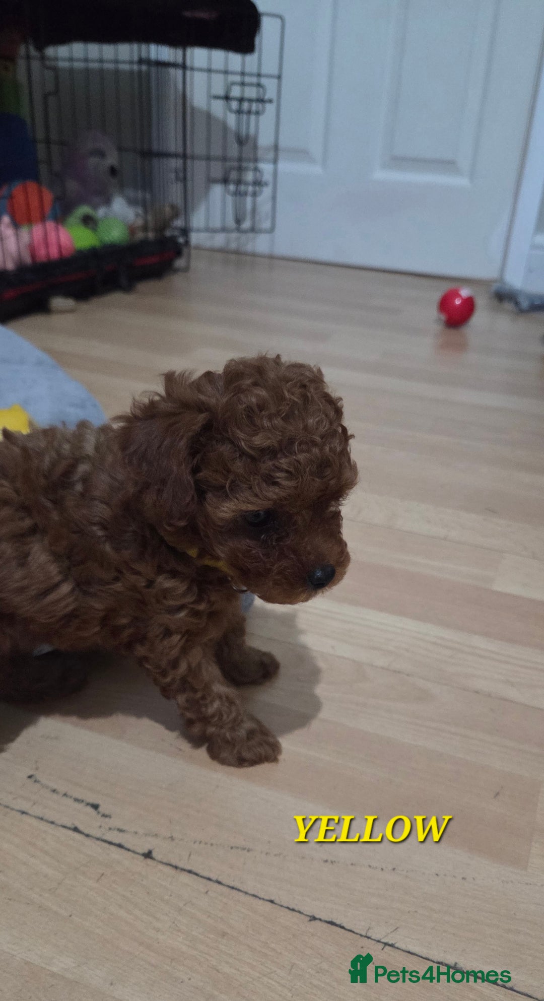 Mixed Breed dogs for sale: Toy / Aisan Poodle, Red Puppies - Advert 25