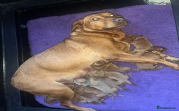 Labrador Retriever dogs for sale: FULLY HEALTH TESTED DARK FOX RED LABRADOR PUPPIES  - Image 8