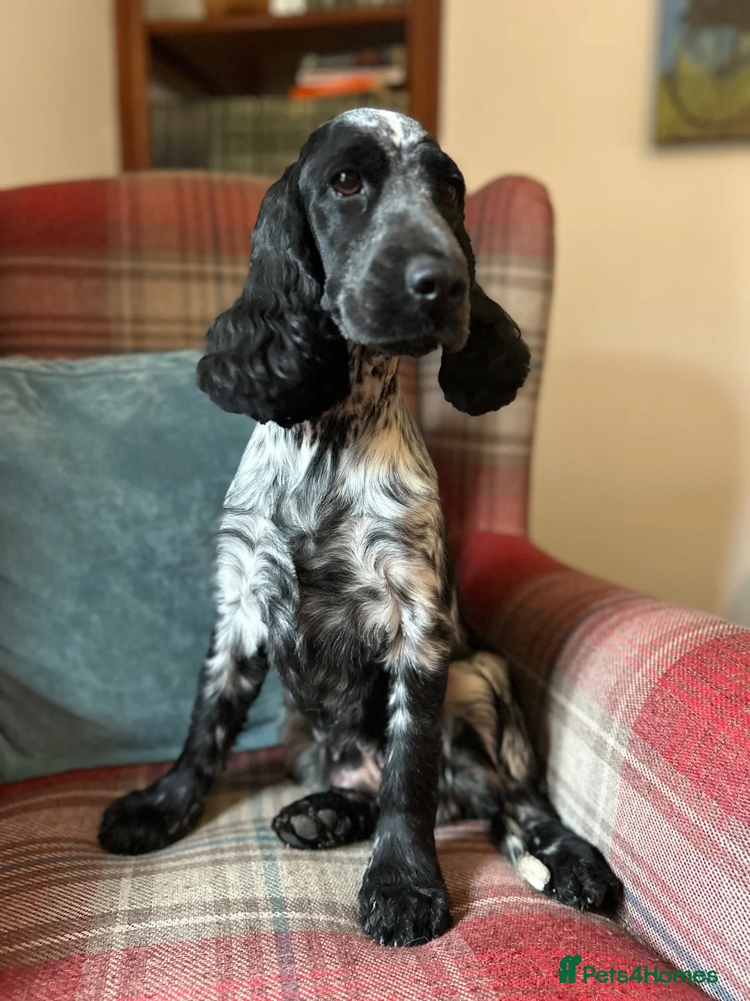 Cocker Spaniel dogs for sale: KC reg, health tested, show type cocker spaniels  - Advert 20