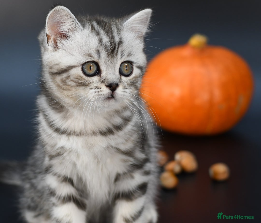 Scottish Fold cats for sale: LICENSED CATTERY, PURE BREED TOP QUALITY KITTENS - Image 16