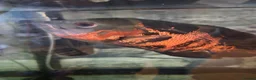 Plecos fish for sale: Tropical fish, Bristlenose, Lemons, Albino, - Advert 8