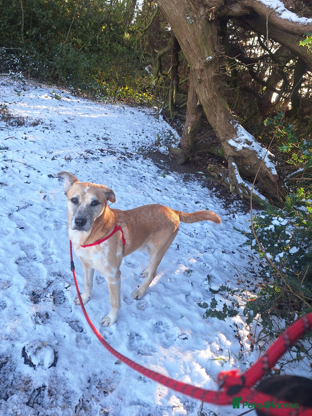 Mixed Breed dogs for sale: Beautiful older fella for adoption - Advert 6