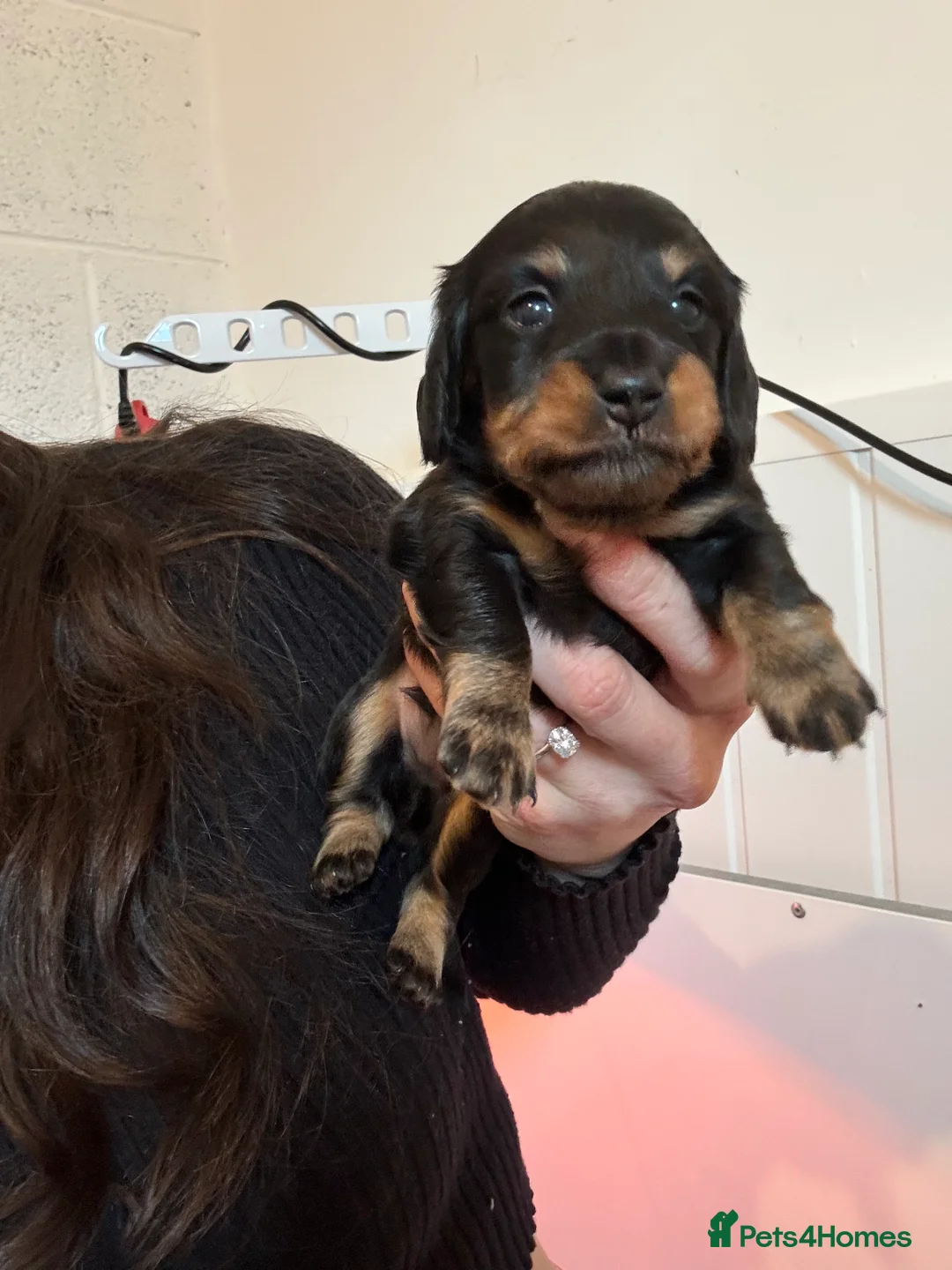 Dachshund dogs for sale: LONGHAIRED MINIATURE DACHSHUND KC REG PRA CLEAR - Advert 12