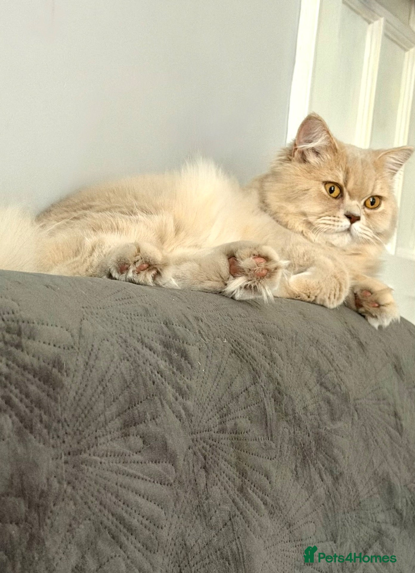 British Longhair cats ⭐️GCCF BLH Golden Lilac Girl💝 - Advert 1