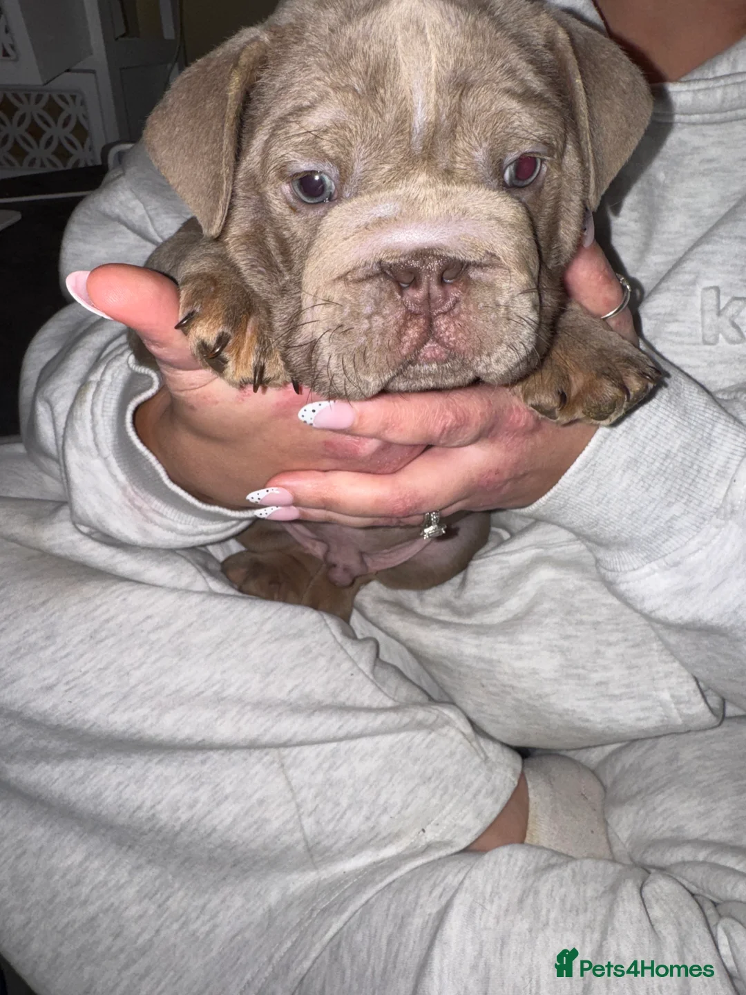 English Bulldog dogs for sale: Bettie X Sorento son of 007 ! - Advert 21