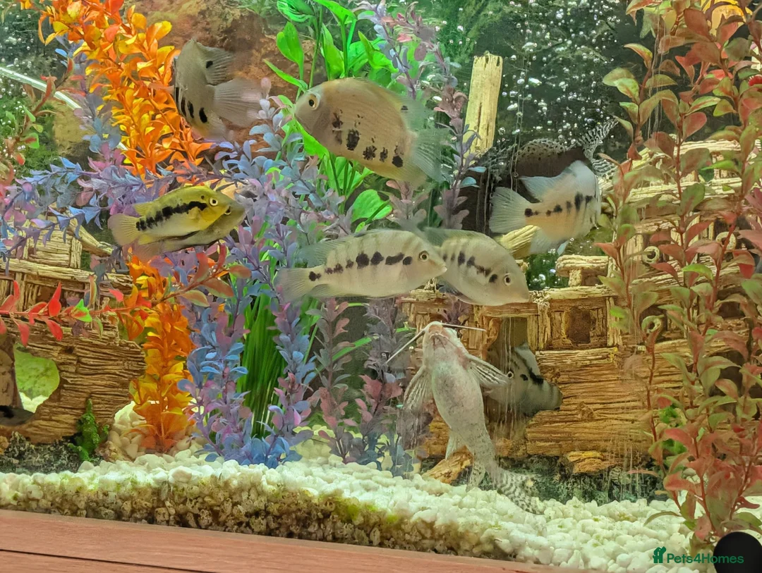 Other/Mixed Breed fish for sale: XL tropical fish  - Advert 1