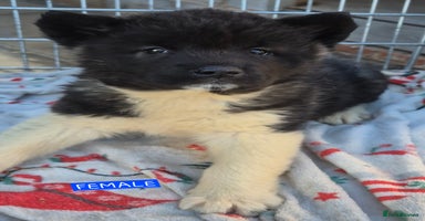 Akita dogs AMERICAN AKITA BLACK MASK BEARS - Advert 8