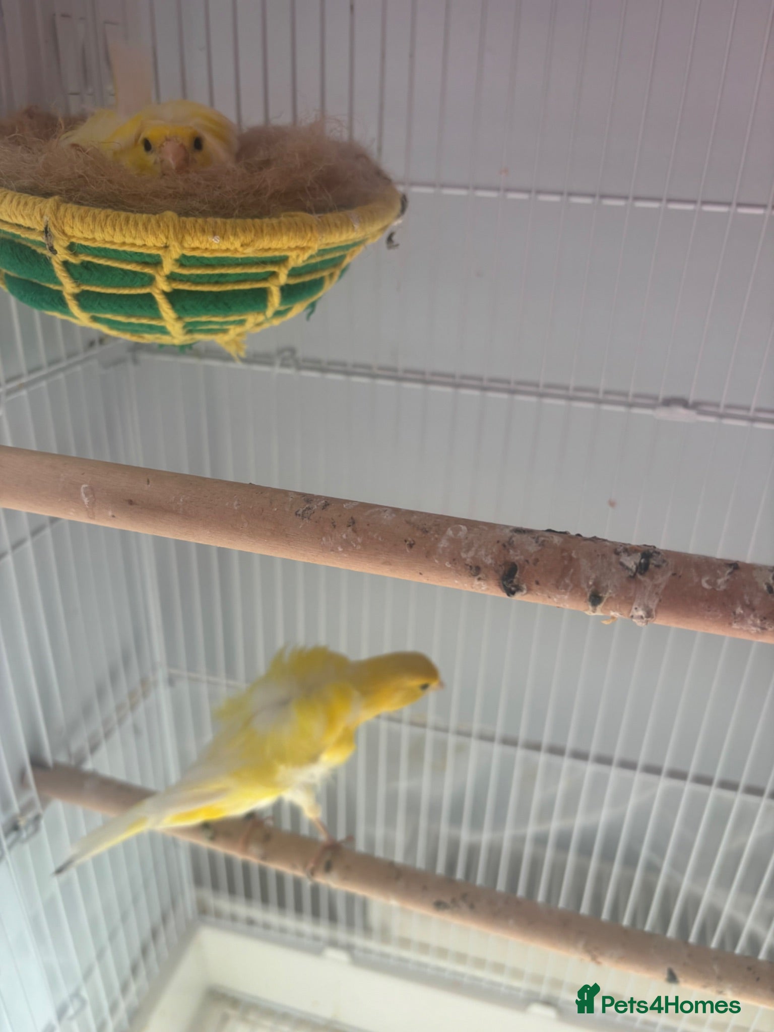 Canaries birds Canary birds  - Advert 2