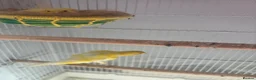 Canaries birds for sale: Canary birds  in London - Advert 2