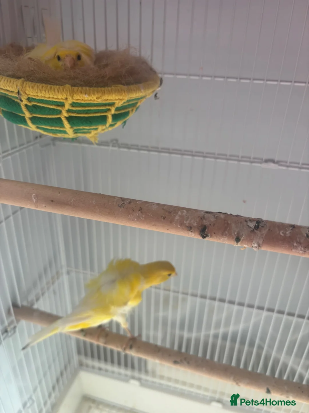 Canaries birds for sale: Canary birds  in London - Advert 2