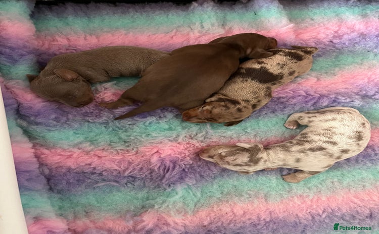 Miniature Dachshund dogs - Advert 3