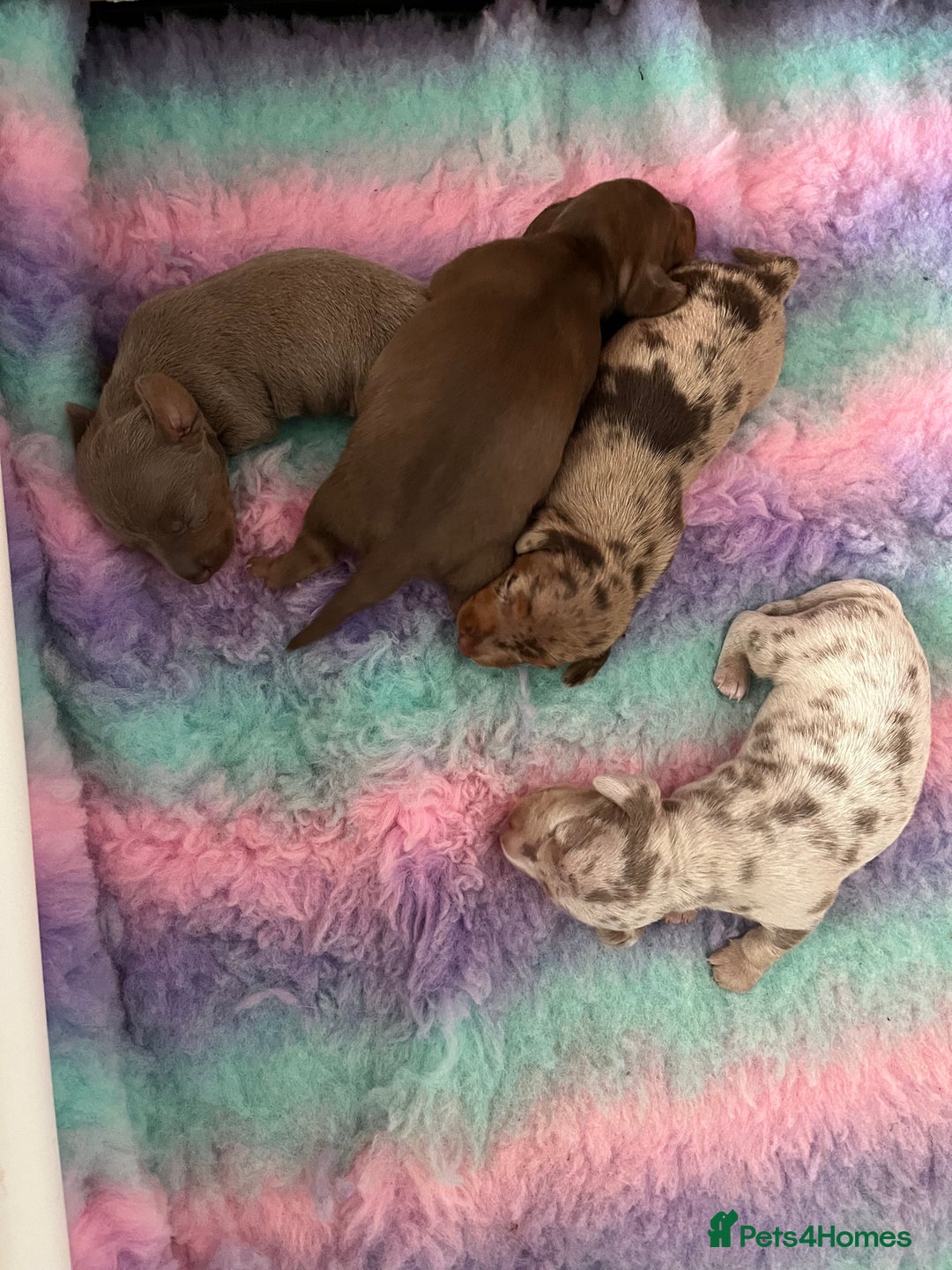 Miniature Dachshund dogs for sale: Miniature Dachshunds  - Image 1