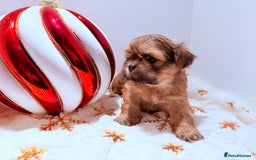 Shih Tzu dogs for sale: 3x Beautiful Pedigree Imperial Shih Tzu Girls - Advert 18