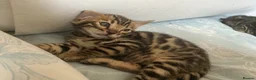 Bengal cats for sale: Adorable Bengal kittens pedigree ready to reserve - Advert 16
