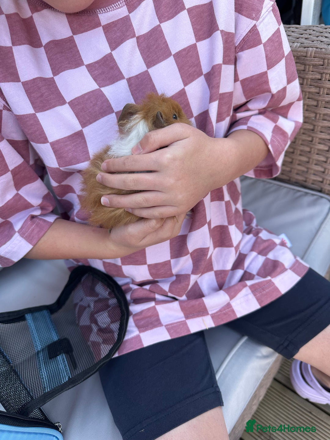 Guinea Pig rodents for sale: 2 beautiful female guinea pigs  - Image 8