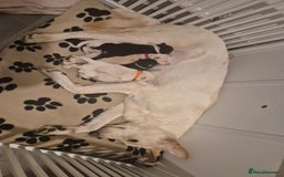 Mixed Breed dogs for sale: Shepinois puppies  - Image 3