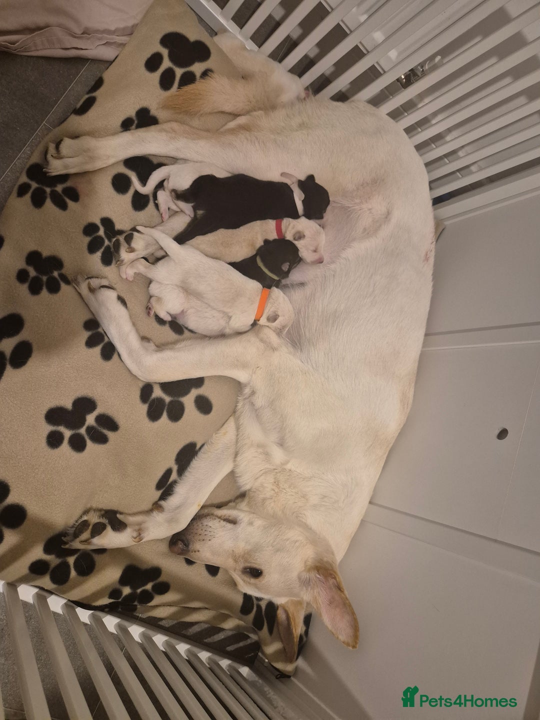 Mixed Breed dogs for sale: Shepinois puppies  - Image 3