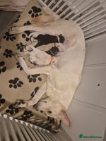 Mixed Breed dogs - Advert 16