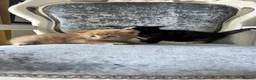Mixed Breed cats for sale: Beautiful boy & girl kitten ready now  - Advert 7