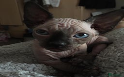 Sphynx cats for sale: Beautiful sphynx kittens - Image 3