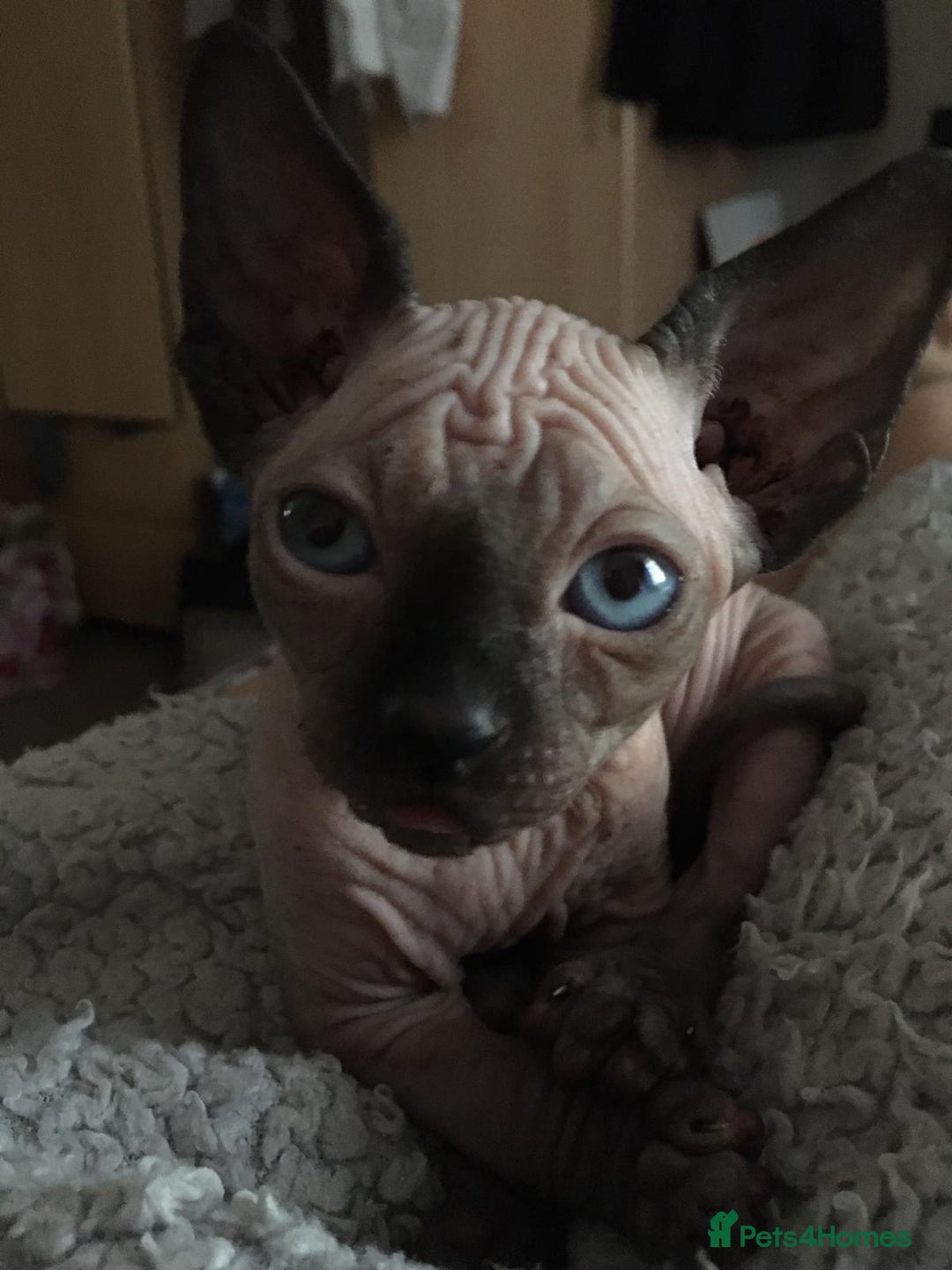 Sphynx cats for sale: Beautiful sphynx kittens - Image 3