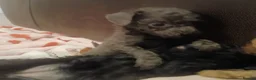 Toy Poodle dogs for sale: Ready to leave from 21st July 2x Gorgeous girls   - Advert 14