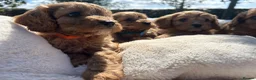 Cavapoo dogs for sale: Cavapoos🐶🥰 - Advert 8