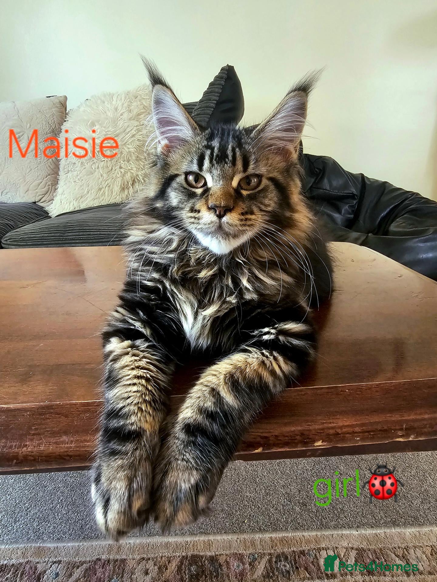 Maine Coon cats ✨ Meet Our Magnificent Maine Coon Kittens ✨ - Advert 14