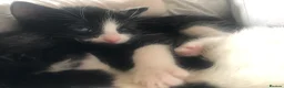 Domestic Shorthair cats for sale: Black and white domestic short hair boy kittens in Buxton - Advert 32