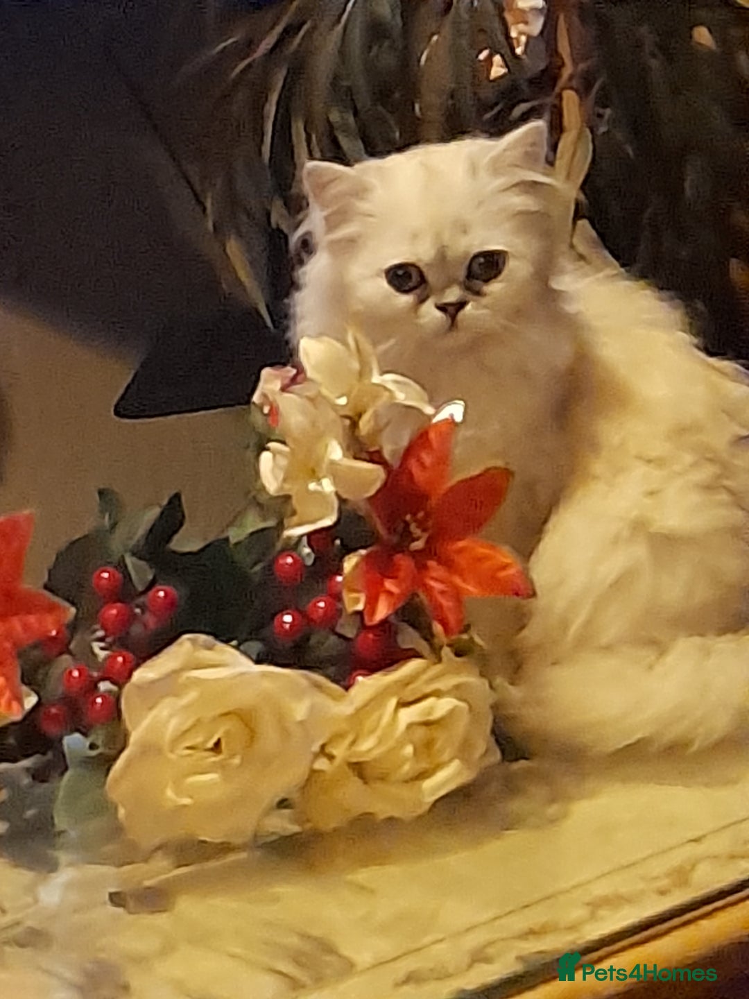 Persian cats for sale: Wanted persian male - Advert 1