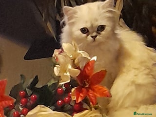 Persian cats Wanted persian male - Advert 4