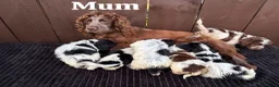 Cockapoo dogs for sale: cockapoos F1 puppy’s 6 available - Advert 13