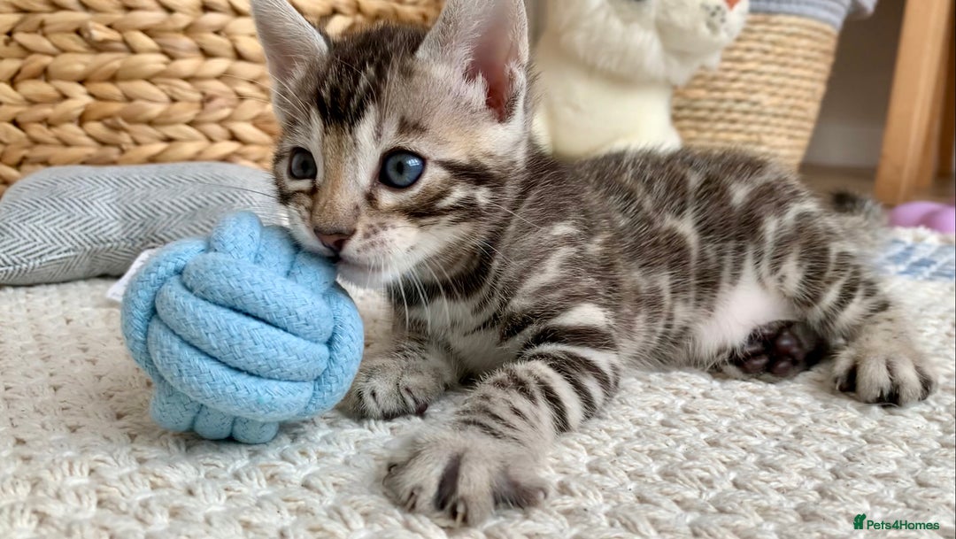 Bengal cats for sale: 🏆🎉New Pedigree Tica Mini Leopards Ready Soon🎉🏆 - Advert 11