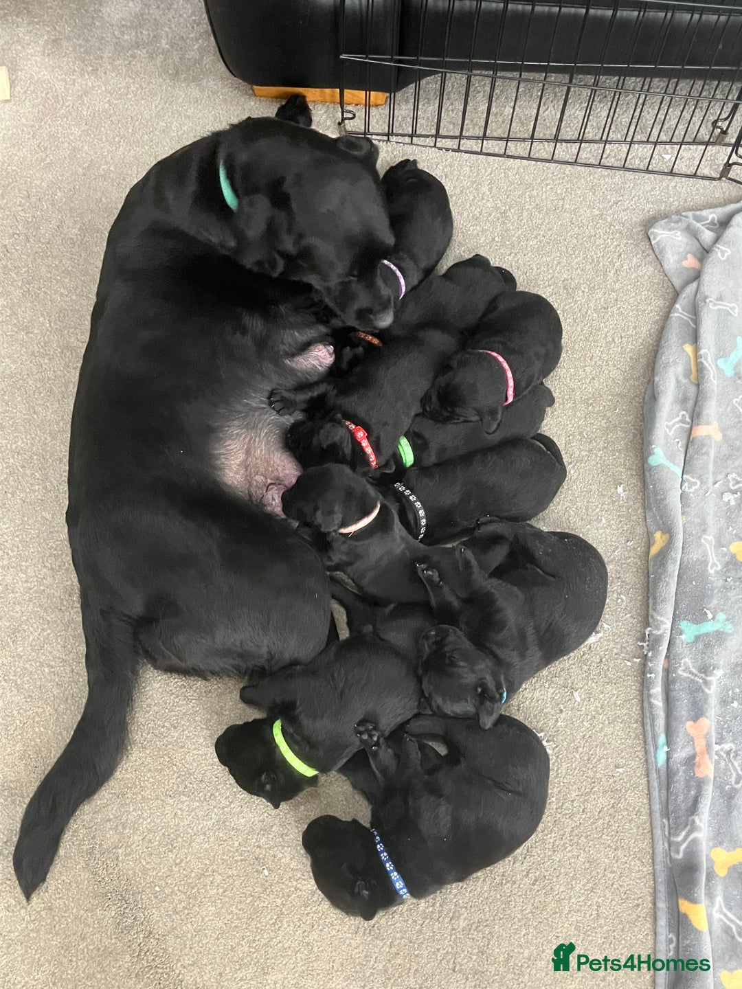 Labrador Retriever dogs for sale: Litter of 10 Beautiful black Puppies - Advert 4