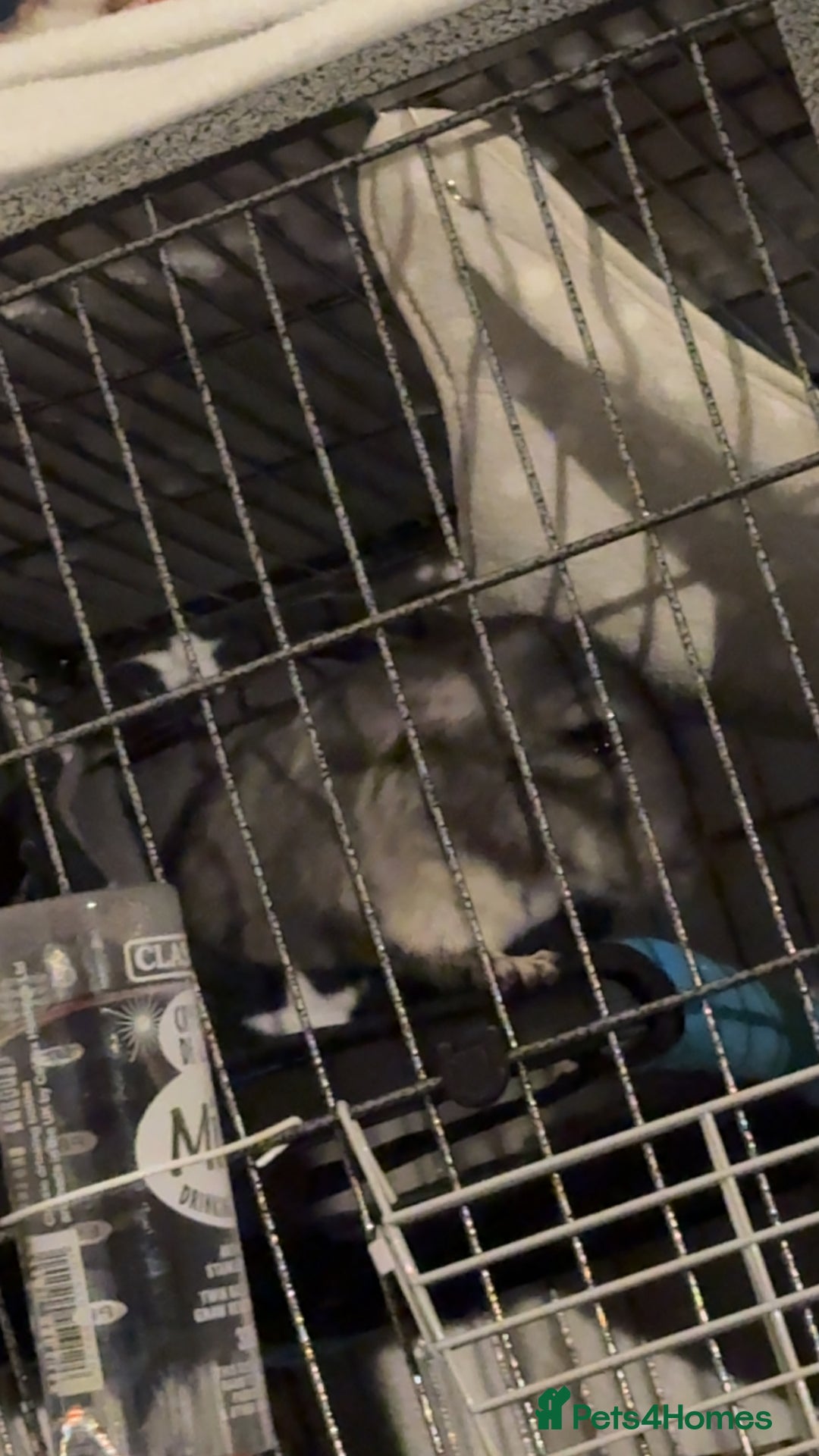 Chinchilla rodents for sale: Male chinchillas for sale (bonded  - Advert 6