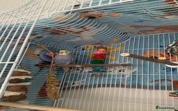 Budgerigars birds for sale: Budgie male and cage  - Image 1