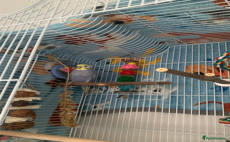 Budgerigars birds - Advert 8