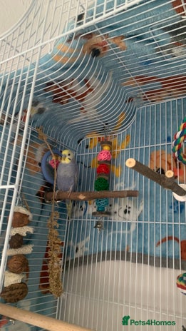 Budgerigars birds - Advert 8