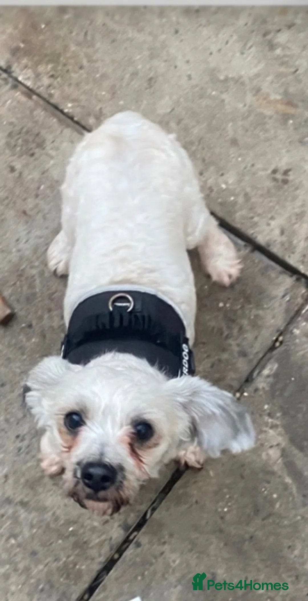 Maltipoo dogs for sale: Maltipoo boy 3 years old  - Advert 2