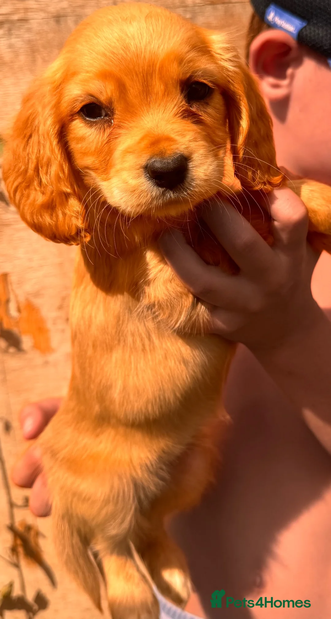 Mixed Breed dogs for sale: Cavapoo pups READY TO LEAVE  - Advert 7
