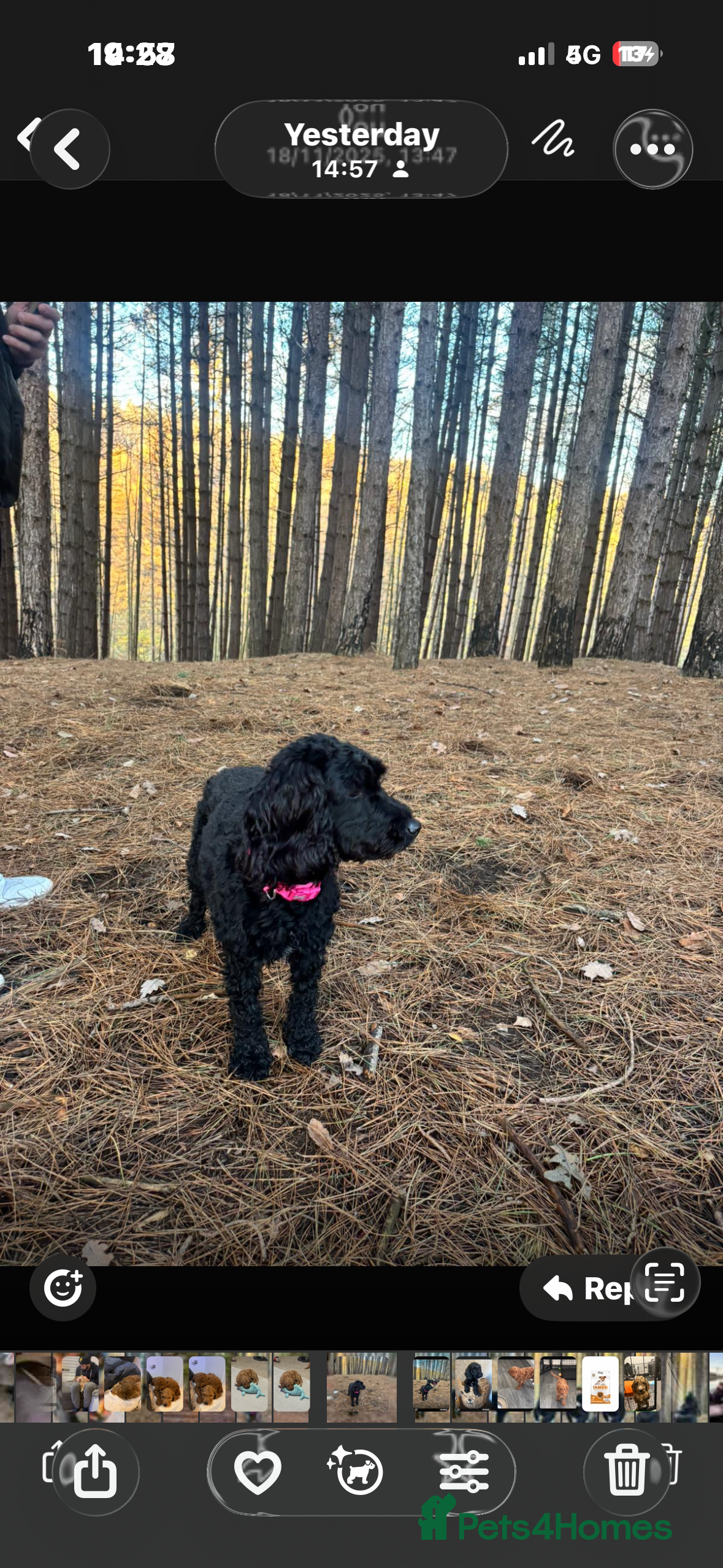 Cockapoo dogs Beautiful cockapoo puppies for sale  - Advert 1