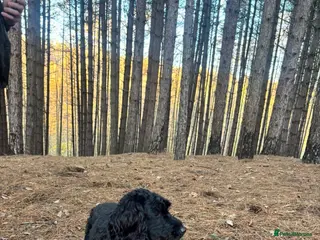 Cockapoo dogs Beautiful cockapoo puppies for sale - Advert 1