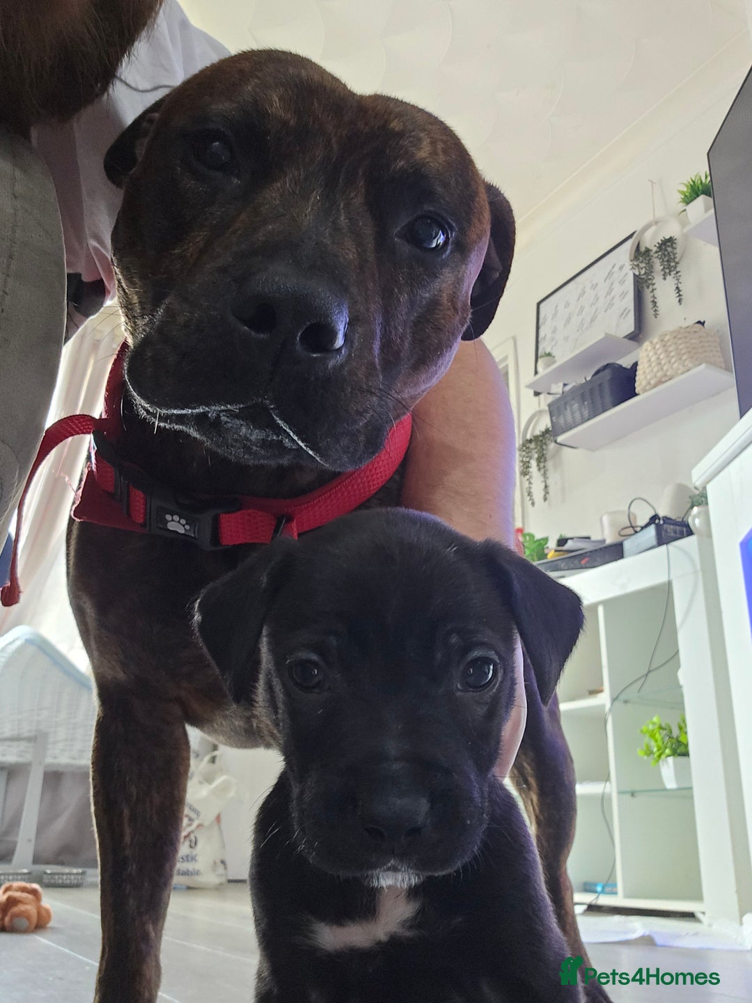 Staffordshire Bull Terrier dogs for sale: 3 year old staff - Advert 3