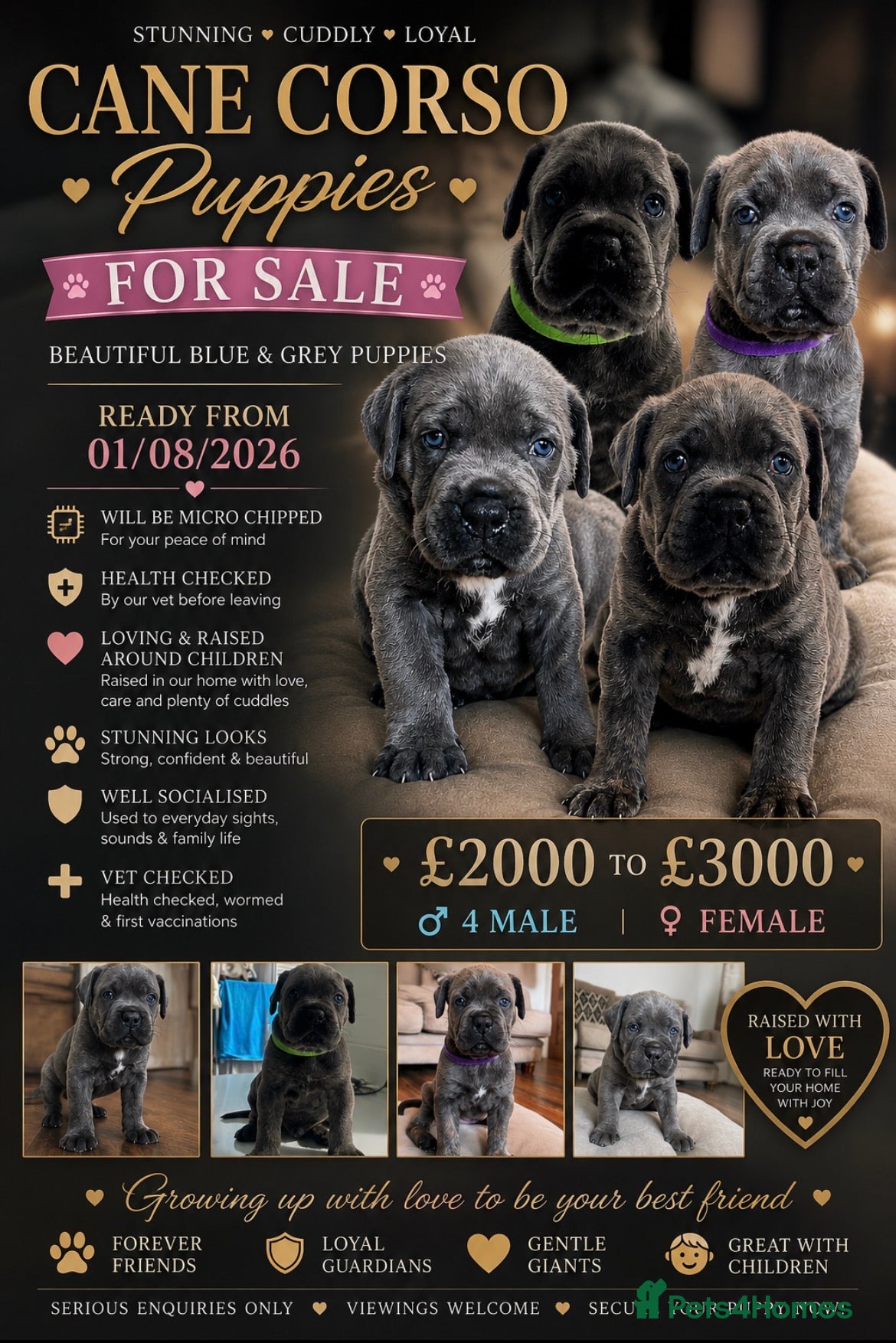 Cane Corso dogs Beautiful cane corso puppies.  - Advert 8