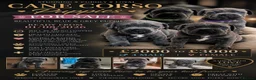 Cane Corso dogs for sale: Pure CANE CORSO BABYS . From £1000 - Advert 24