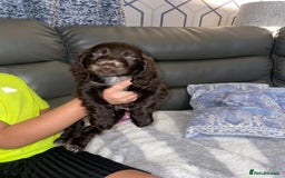 Cocker Spaniel dogs for sale: 5 th Generation Cocker Spaniel Pups/Ready to leave - Image 9